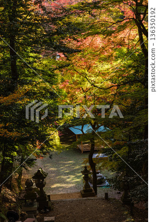 Autumn leaves at Suwa Shrine in Chizu Town, Yazu District, Tottori Prefecture, Japan Autumn leaves at Suwa Shrine in Chizu Town, Yazu District, Tottori Prefecture, Japan 136350192