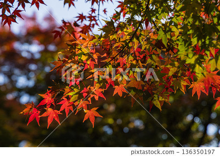 Autumn leaves at Suwa Shrine in Chizu Town, Yazu District, Tottori Prefecture, Japan 136350197