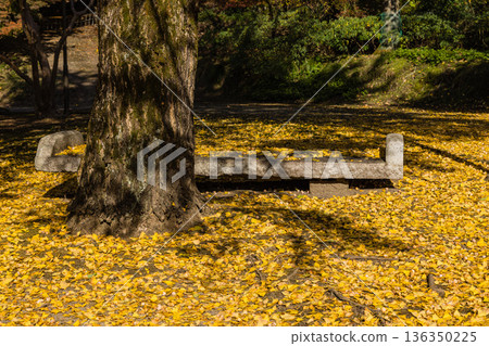 Yellow ginkgo leaves at the back gate of the Ishitani family residence in Chizu Town, Yazu District, Tottori Prefecture, Japan Yellow ginkgo leaves at the back gate of the Ishitani family residence in Chizu Town, Yazu District, Tottori Prefecture, Japan 136350225