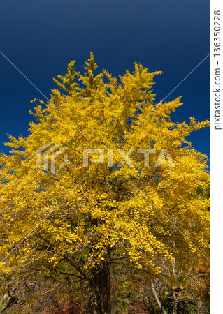 Yellow ginkgo leaves at the back gate of the Ishitani family residence in Chizu Town, Yazu District, Tottori Prefecture, Japan Yellow ginkgo leaves at the back gate of the Ishitani family residence in Chizu Town, Yazu District, Tottori Prefecture, Japan 136350228