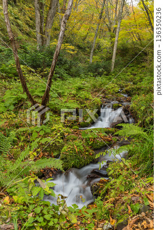 日本鳥取縣日野郡甲府町北谷澤山澗溪流及秋葉美景 日本鳥取縣日野郡甲府町北谷澤山澗溪流及秋葉美景 136350236