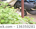 A cat gazing at me from the shade of the grass 136350281