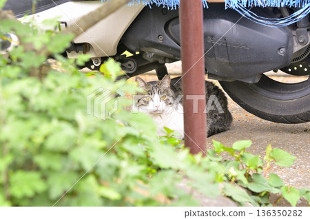 A cat gazing at me from the shade of the grass 136350282