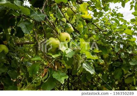 Seasonal crop with vibrant foliage and nourishing farm essence Seasonal crop with vibrant foliage and nourishing farm essence 136350289