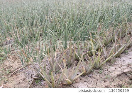 aloe vera leaf and onion plant on farm for harvest aloe vera leaf and onion plant on farm for harvest 136350369