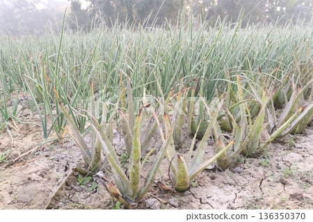 aloe vera leaf and onion plant on farm for harvest aloe vera leaf and onion plant on farm for harvest 136350370