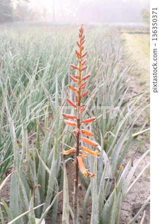 aloe vera leaf and onion plant on farm for harvest aloe vera leaf and onion plant on farm for harvest 136350371