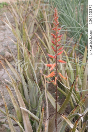 aloe vera leaf and onion plant on farm for harvest aloe vera leaf and onion plant on farm for harvest 136350372