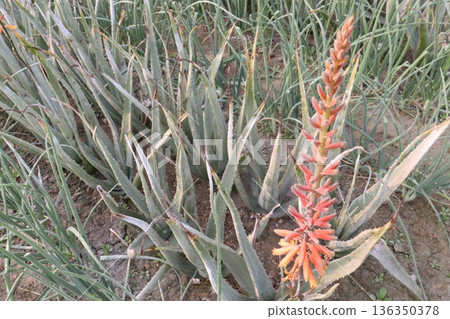 aloe vera leaf and onion plant on farm for harvest 136350378