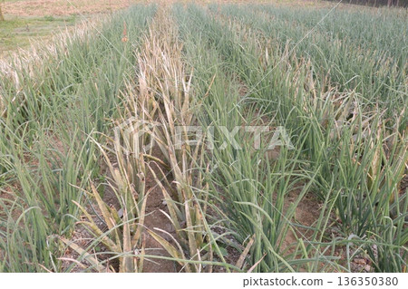 aloe vera leaf and onion plant on farm for harvest 136350380