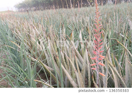 aloe vera leaf and onion plant on farm for harvest 136350383