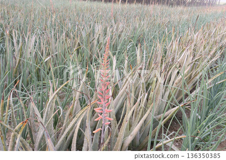 aloe vera leaf and onion plant on farm for harvest 136350385