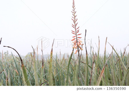 aloe vera leaf and onion plant on farm for harvest 136350390
