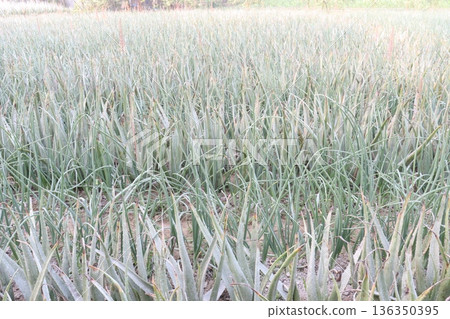 aloe vera leaf and onion plant on farm for harvest 136350395