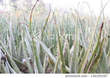 aloe vera leaf and onion plant on farm for harvest 136350397