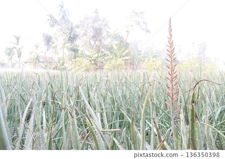 aloe vera leaf and onion plant on farm for harvest 136350398