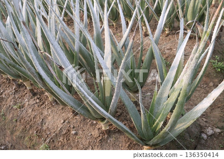 aloe vera leaf and onion plant on farm for harvest 136350414