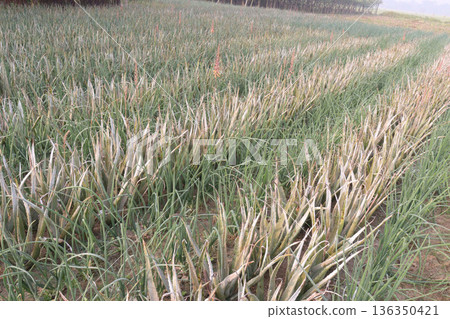 aloe vera leaf and onion plant on farm for harvest 136350421