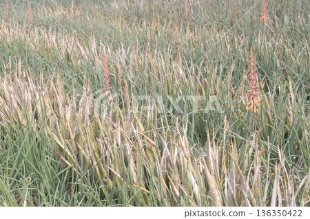 aloe vera leaf and onion plant on farm for harvest 136350422