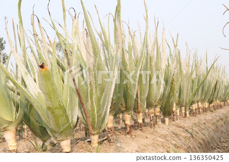 aloe vera leaf and onion plant on farm for harvest 136350425