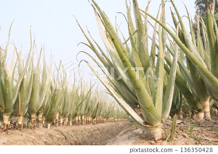 aloe vera leaf and onion plant on farm for harvest 136350428