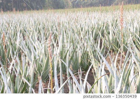 aloe vera leaf and onion plant on farm for harvest 136350439