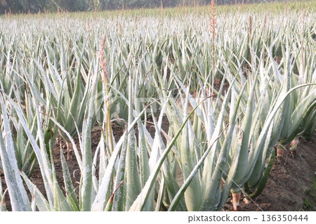 aloe vera leaf and onion plant on farm for harvest aloe vera leaf and onion plant on farm for harvest 136350444
