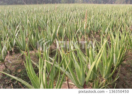 aloe vera leaf and onion plant on farm for harvest 136350450