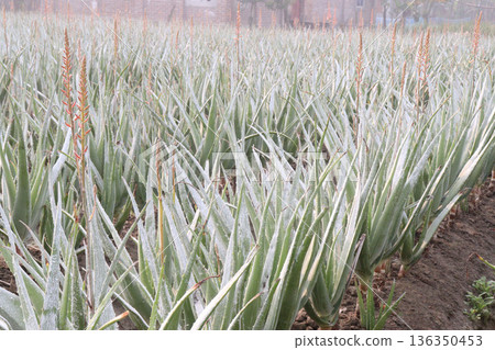 aloe vera leaf and onion plant on farm for harvest aloe vera leaf and onion plant on farm for harvest 136350453