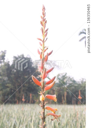 aloe vera leaf and onion plant on farm for harvest 136350465