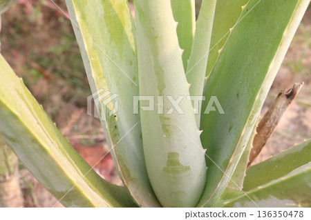 aloe vera leaf and onion plant on farm for harvest 136350478