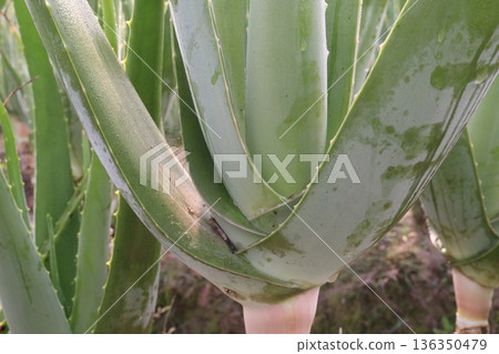 aloe vera leaf and onion plant on farm for harvest 136350479