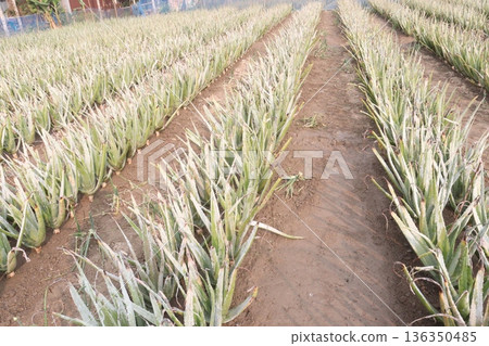 aloe vera leaf and onion plant on farm for harvest 136350485
