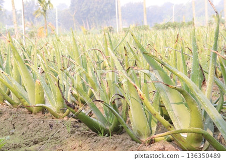 aloe vera leaf and onion plant on farm for harvest aloe vera leaf and onion plant on farm for harvest 136350489