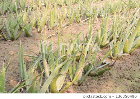 aloe vera leaf and onion plant on farm for harvest 136350490
