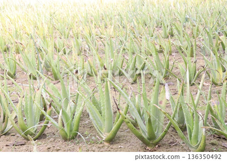 aloe vera leaf and onion plant on farm for harvest 136350492
