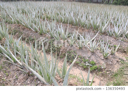 aloe vera leaf and onion plant on farm for harvest 136350493