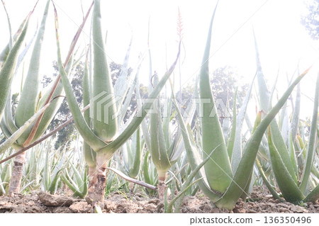 aloe vera leaf and onion plant on farm for harvest 136350496