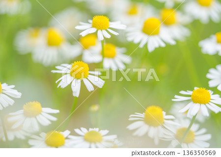 Chamomile flower garden 136350569