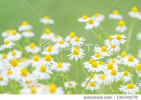 洋甘菊花園 136350570