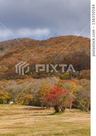 Autumn leaves at Okudaisen Ski Resort in Kofu Town, Hino District, Tottori Prefecture, Japan Autumn leaves at Okudaisen Ski Resort in Kofu Town, Hino District, Tottori Prefecture, Japan 136350584