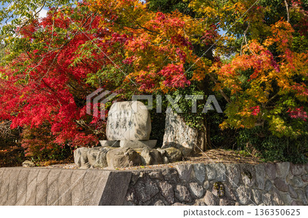 日本鳥取縣倉吉市關金町,琴平神社沿著廢棄的日本國鐵倉吉線鐵軌而建,秋葉正值盛期。 日本鳥取縣倉吉市關金町,琴平神社沿著廢棄的日本國鐵倉吉線鐵軌而建,秋葉正值盛期。 136350625