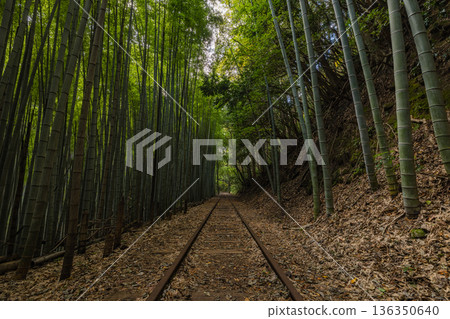 Bamboo forest along the abandoned tracks of the former Japan National Railways Kurayoshi Line in Sekigane-cho, Kurayoshi City, Tottori Prefecture, Japan Bamboo forest along the abandoned tracks of the former Japan National Railways Kurayoshi Line in Sekigane-cho, Kurayoshi City, Tottori Prefecture, Japan 136350640