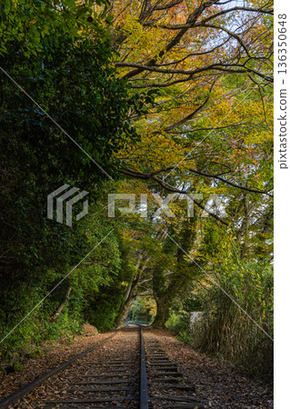 日本鳥取縣倉吉市關金町，原日本國鐵倉吉線太久寺站的廢棄鐵軌和秋葉。 136350648