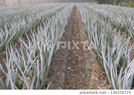 aloe vera leaf and onion plant on farm for harvest 136350729