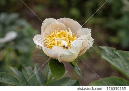 Blooming Quitzin peony in the garden Blooming Quitzin peony in the garden 136350865