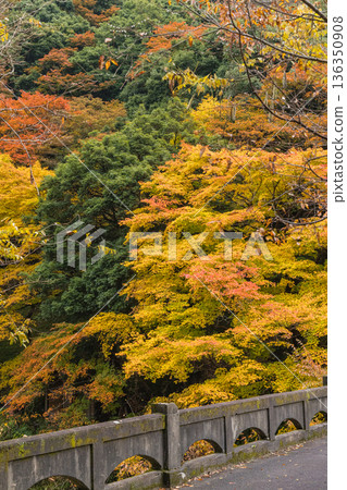 Autumn leaves at Sekikakei Gorge, a valley in Nichinan Town, Hino District, Tottori Prefecture, Japan Autumn leaves at Sekikakei Gorge, a valley in Nichinan Town, Hino District, Tottori Prefecture, Japan 136350908