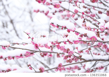 梅花承受著雪的重壓 梅花承受著雪的重壓 136351068