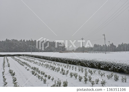 積雪的茶園 積雪的茶園 136351106