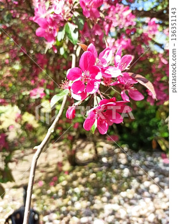 Pink spring blossom flowers on a tree branch with soft bokeh background in natural garden light. Image represents renewal, growth, beauty of nature and seasonal change 136351143